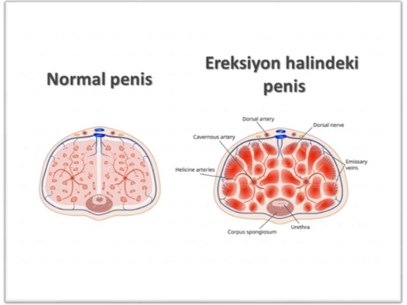 penis sertleşememesi