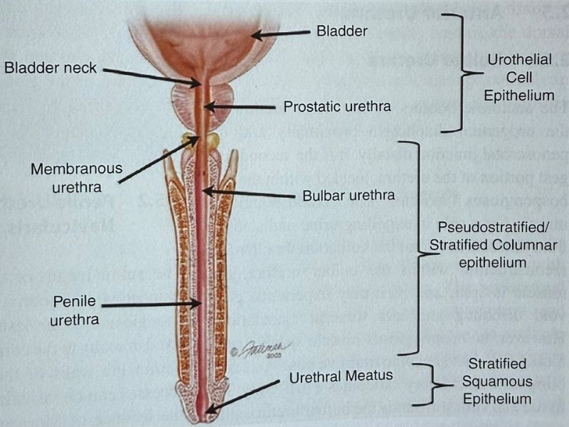 uretra