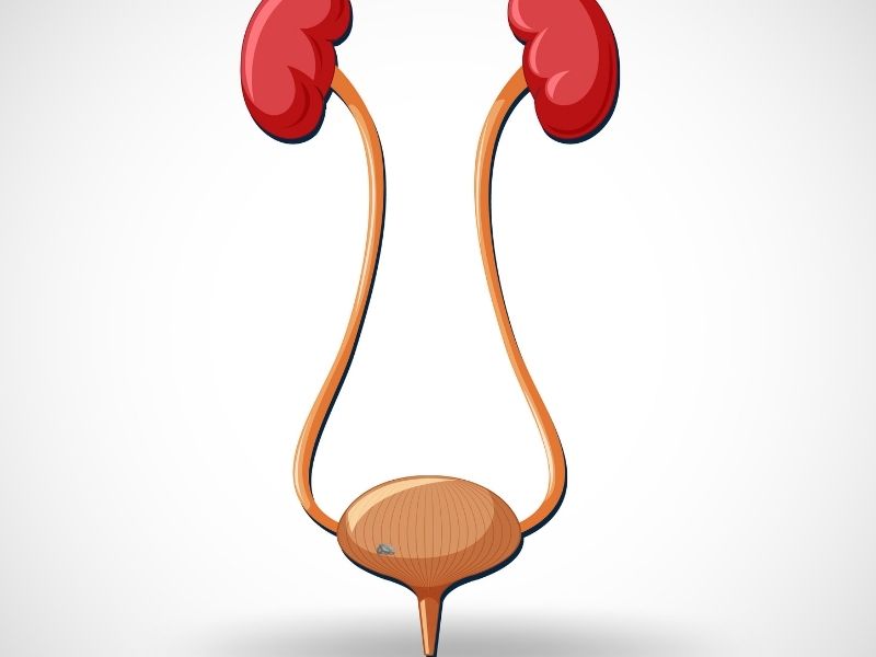 uretra-taslari-nasil-olusur